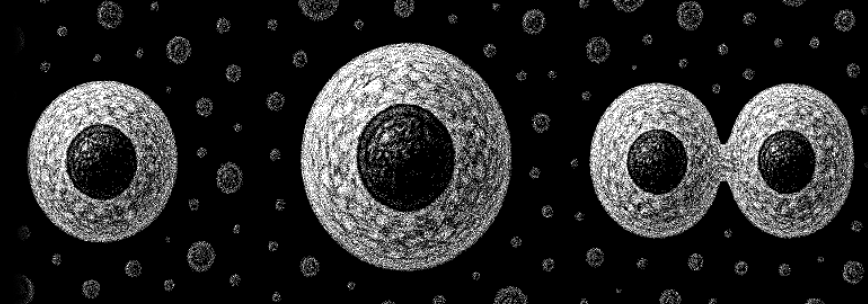Cell Division Process